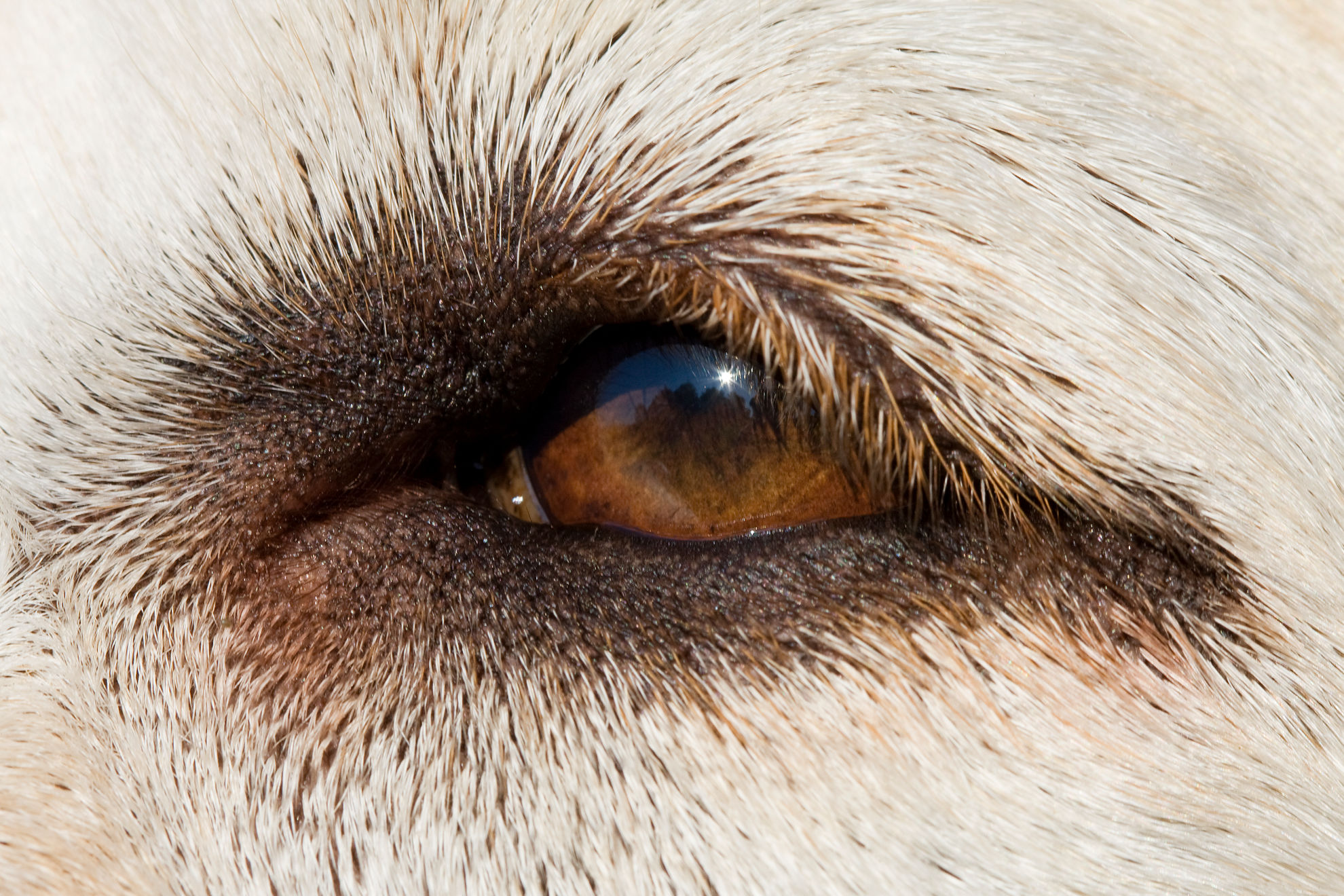 La conjonctivite chez le chien