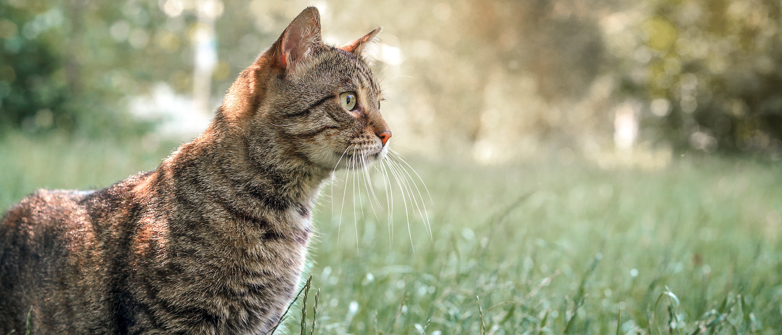 Gato adulto sentado em ambiente externo no meio da grama.n long grass.