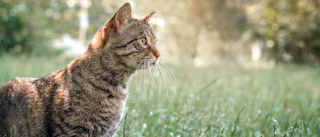 Adult cat sitting outdoors in long grass.