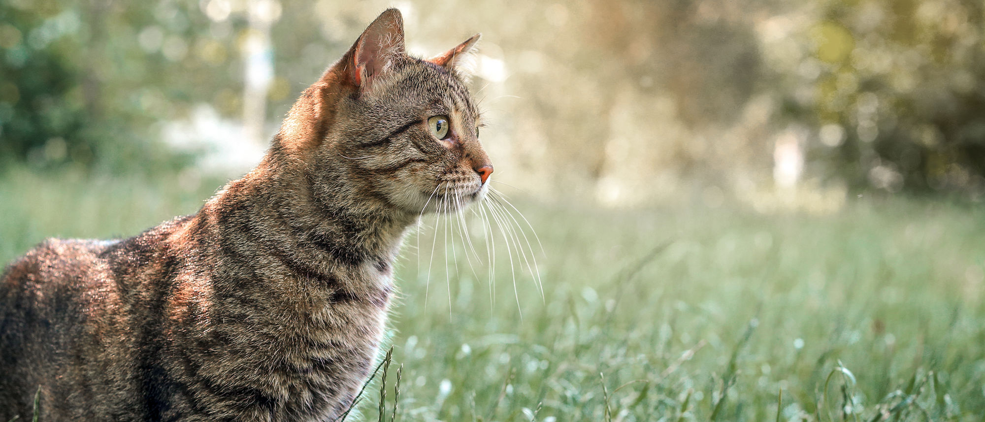 Adult cat sitting outdoors in long grass.