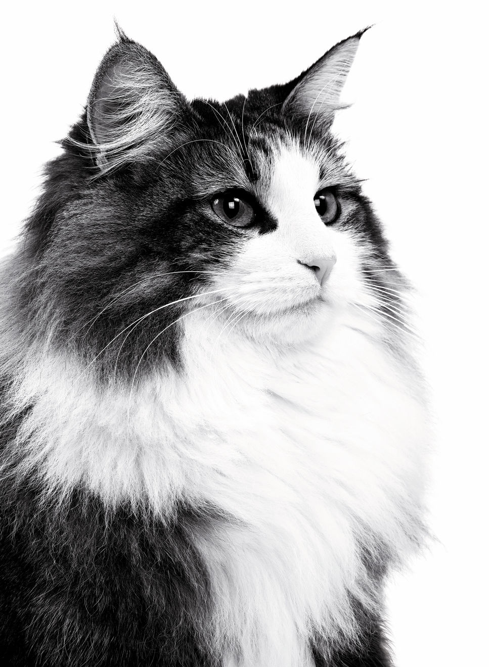 Norwegische Waldkatze Scharz-Wei0