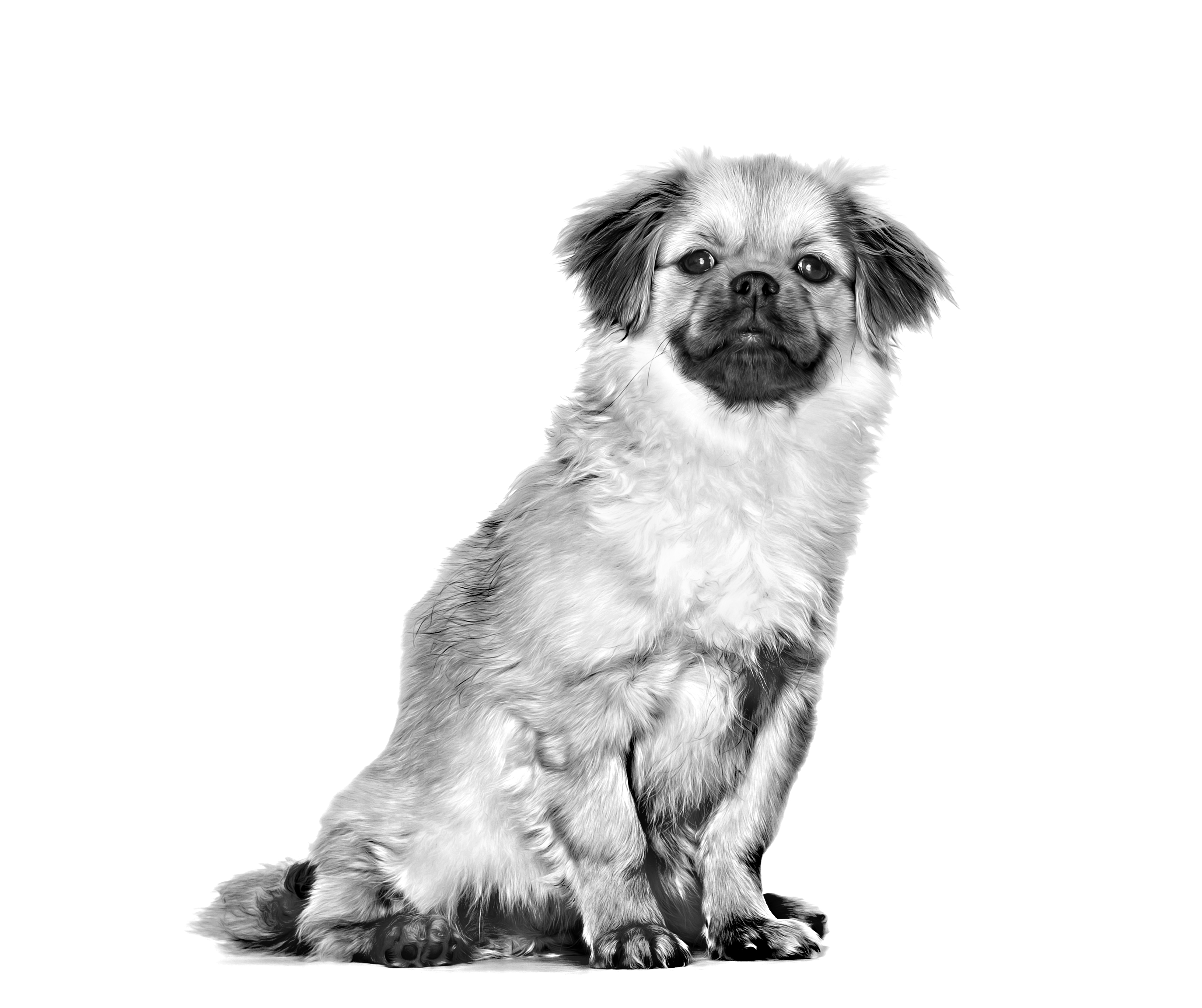 Tibetan Spaniel adult black and white