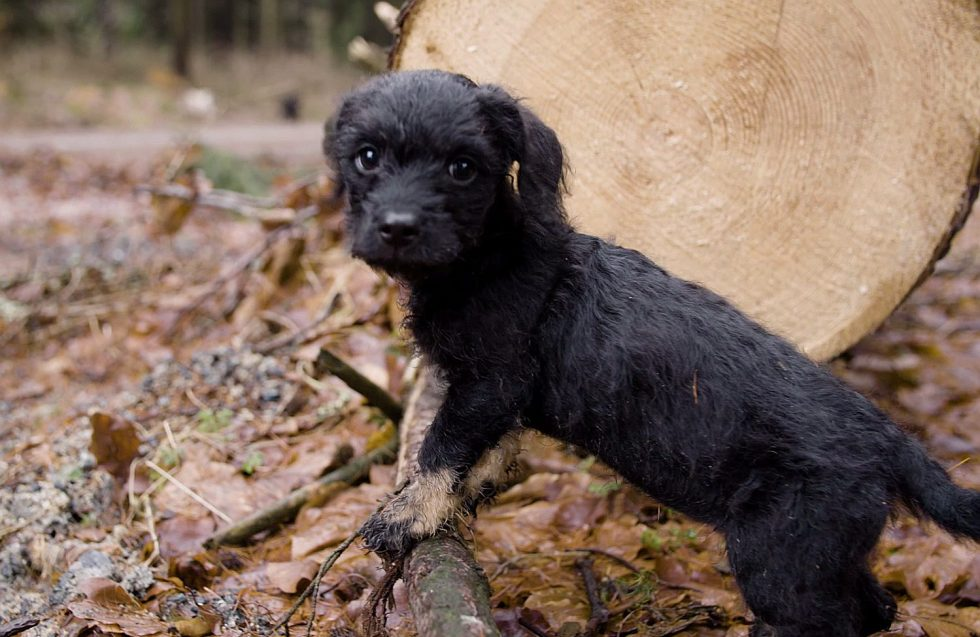 Welpe Emma im Wald