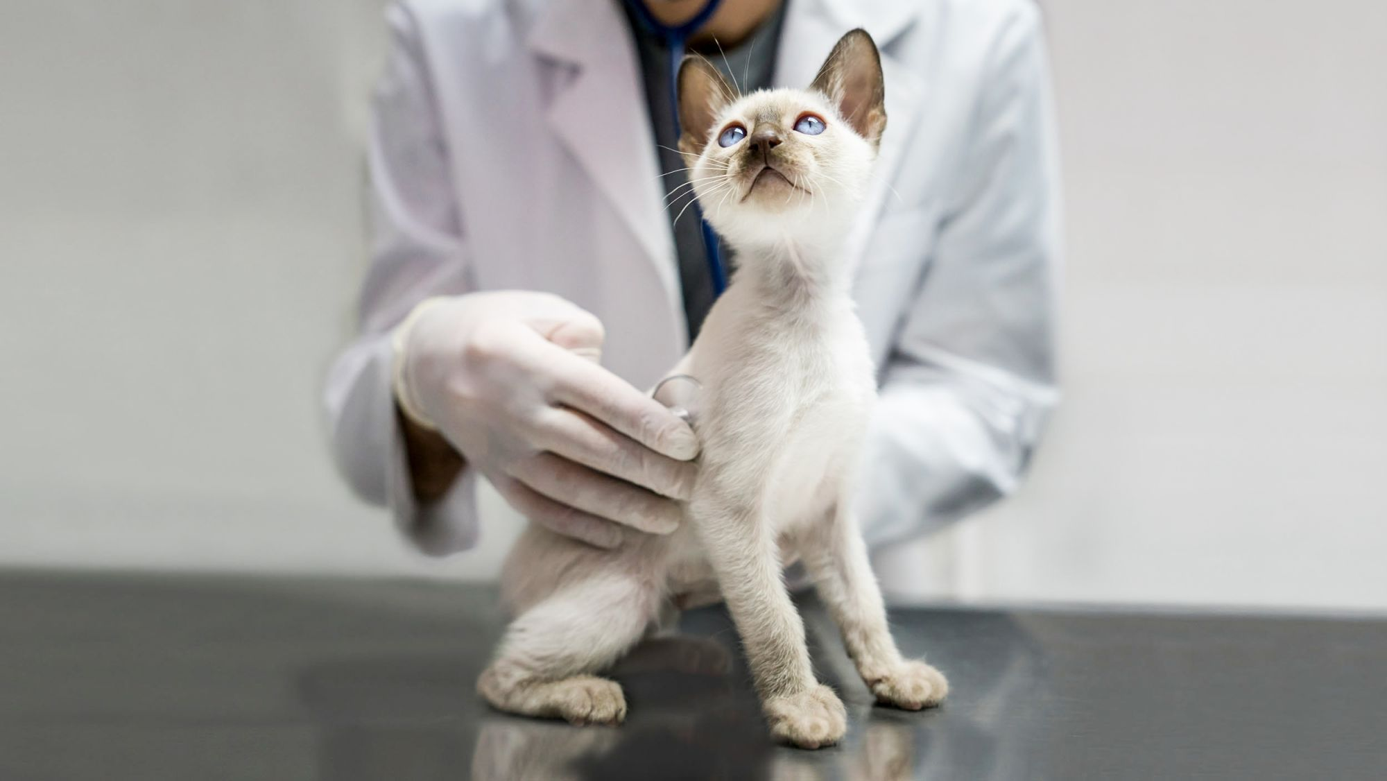 Siameser-kattunge som sitter på et undersøkelsesbord hos veterinæren