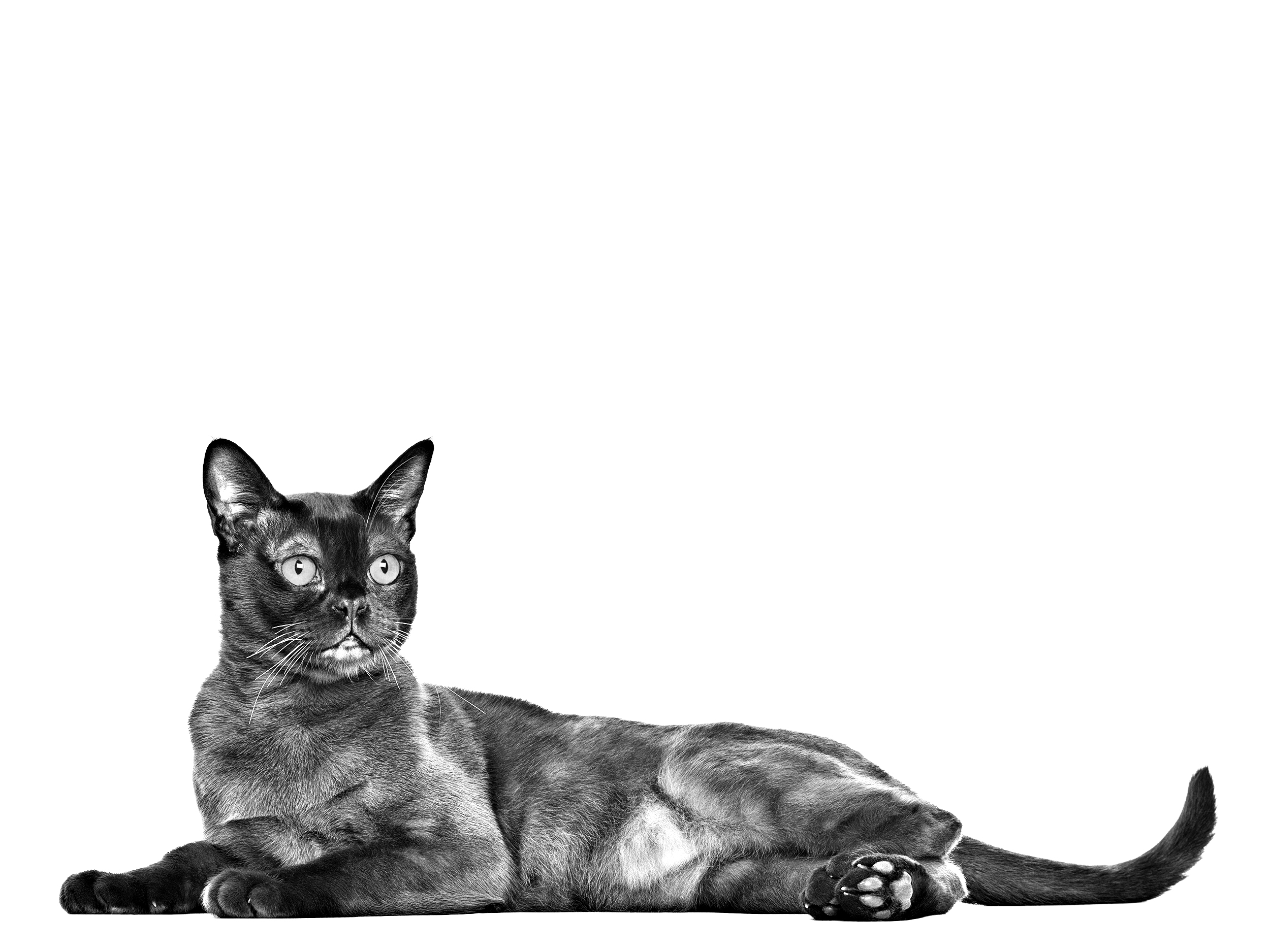 Bombay adult in black and white