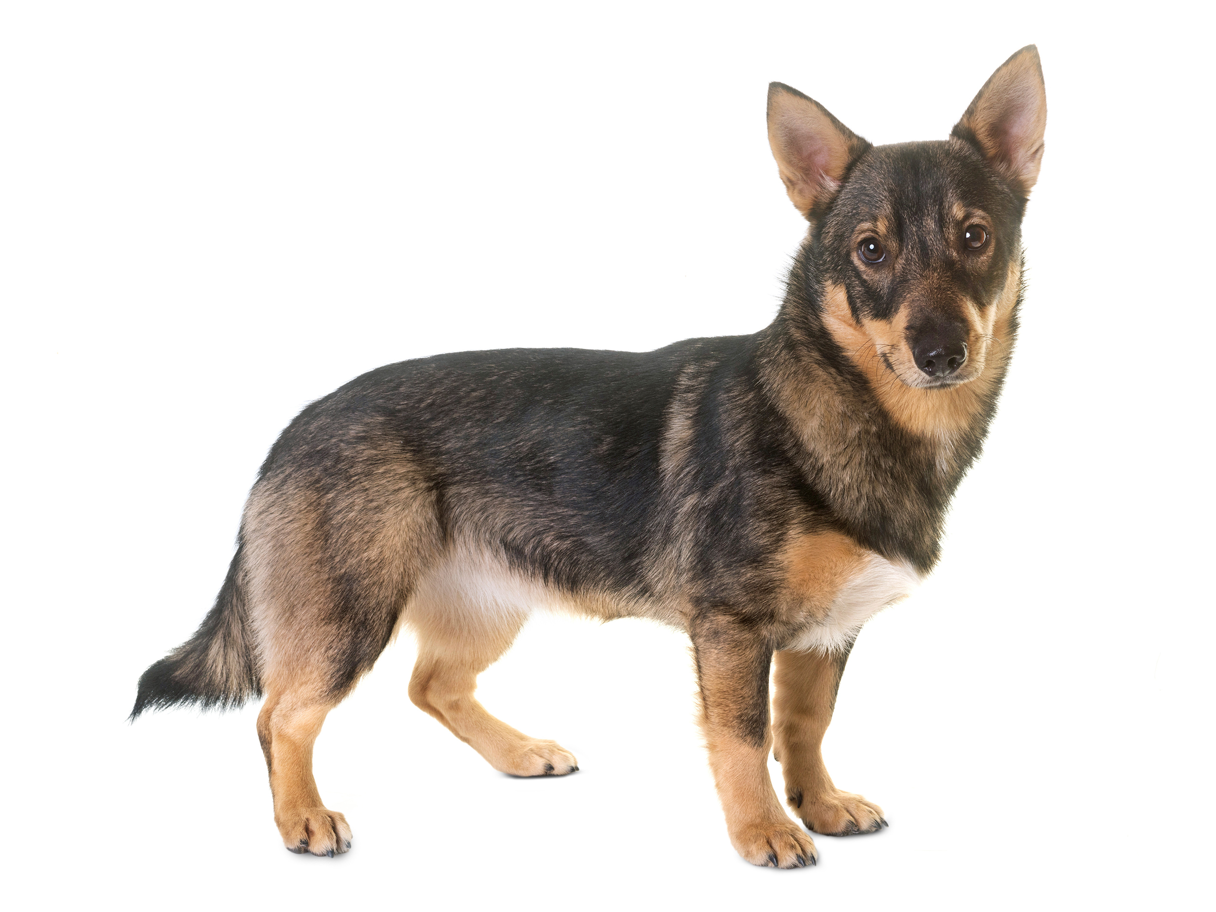 Swedish Vallhund - Vizigothic Spitz adult black and white