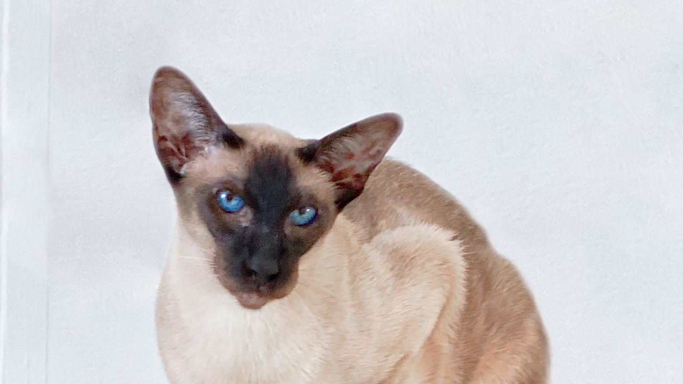 close-up shot of sitting Siamese cat