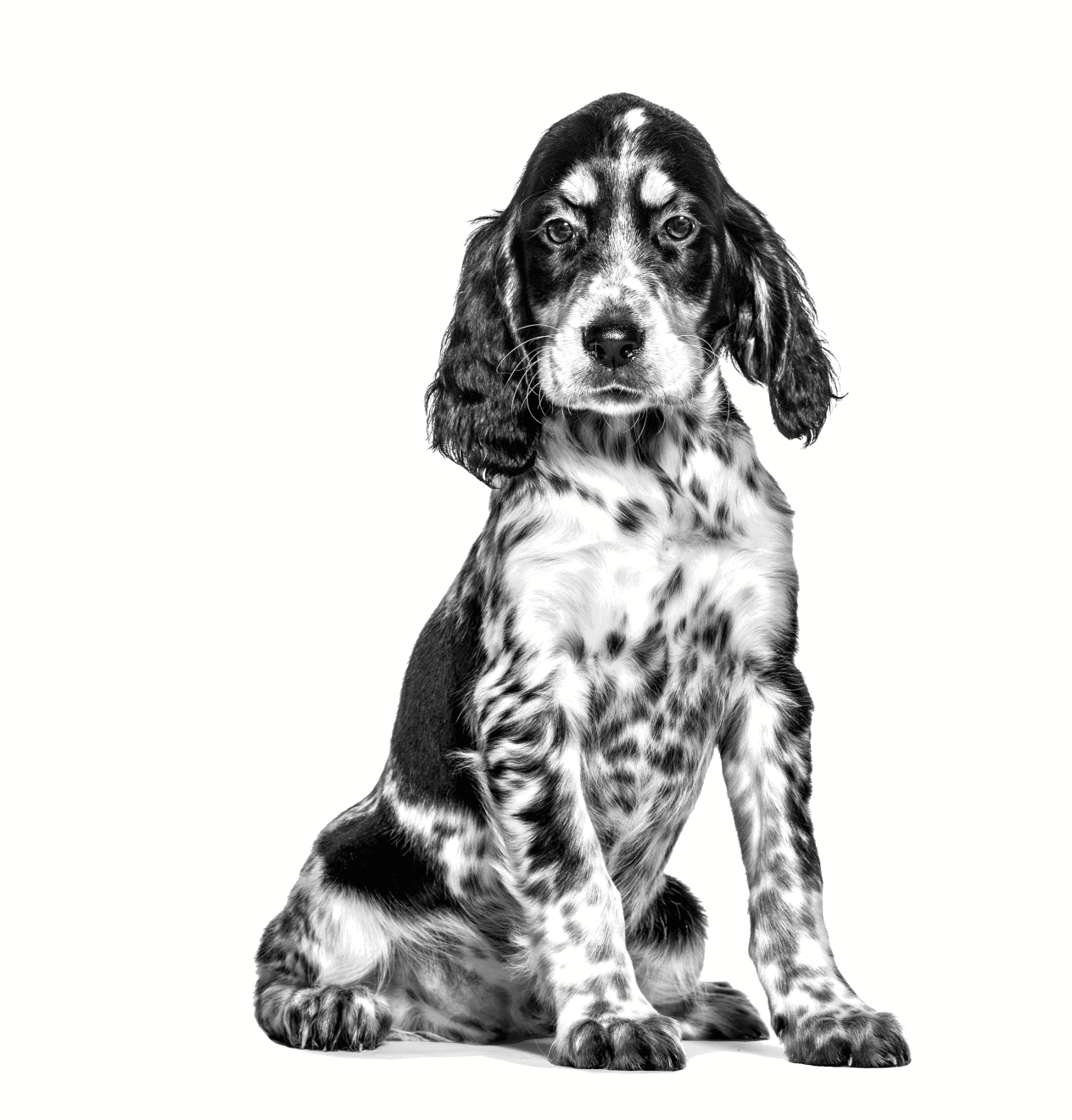 Gastrointestinal Puppy Loaf