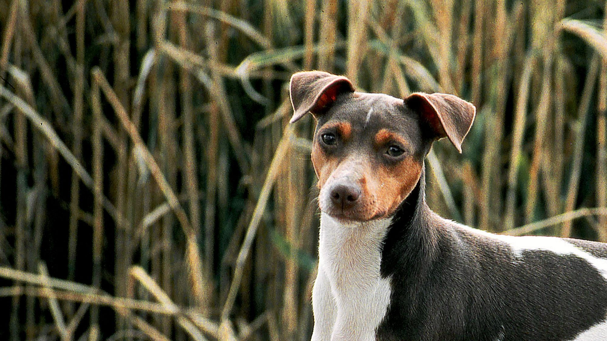 Brazilian Terrier standing in front of dried grasses