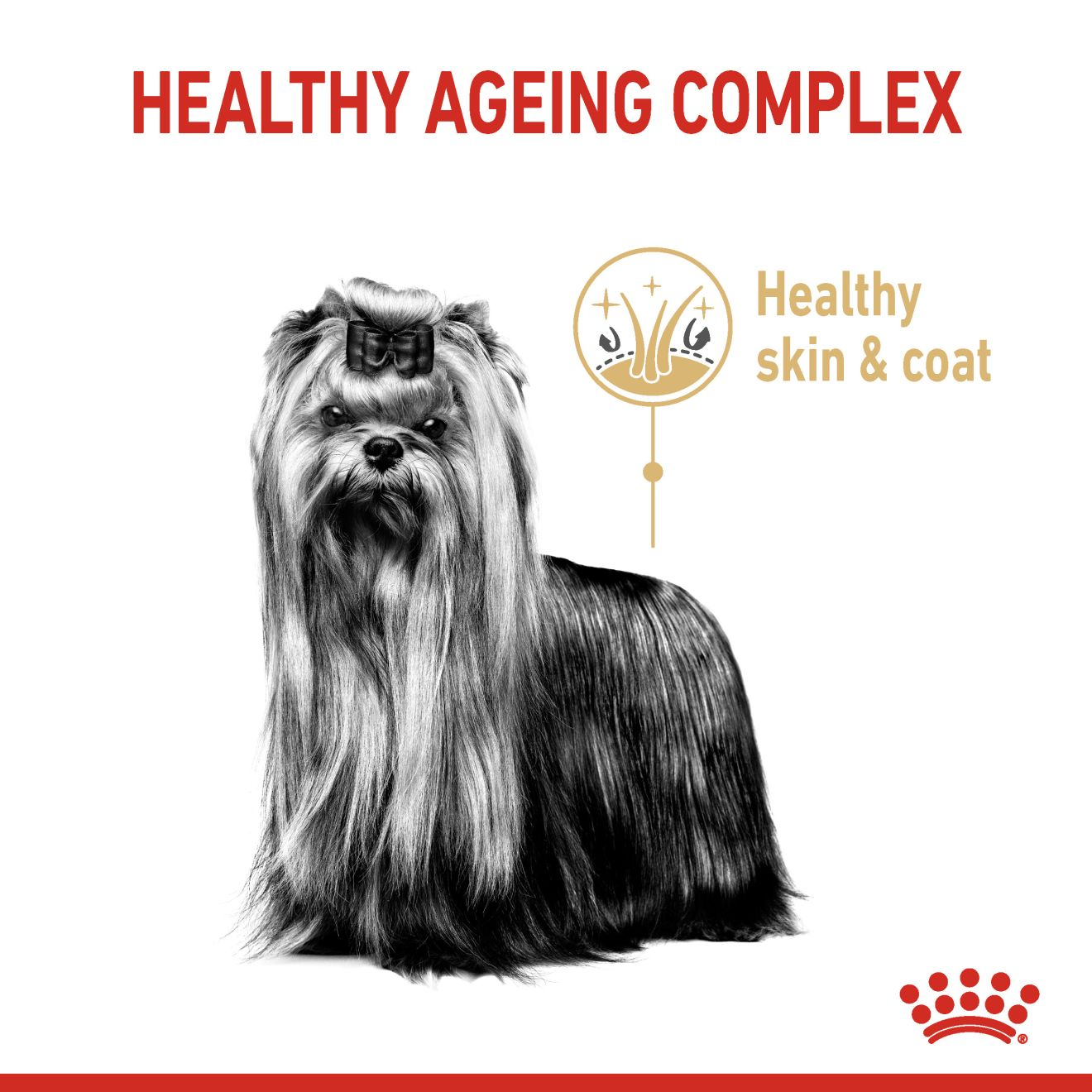 Royal canin 2025 yorkshire terrier senior