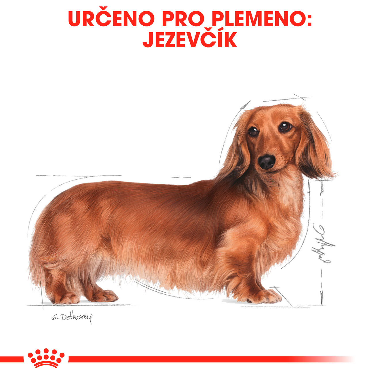 Dachshund adult