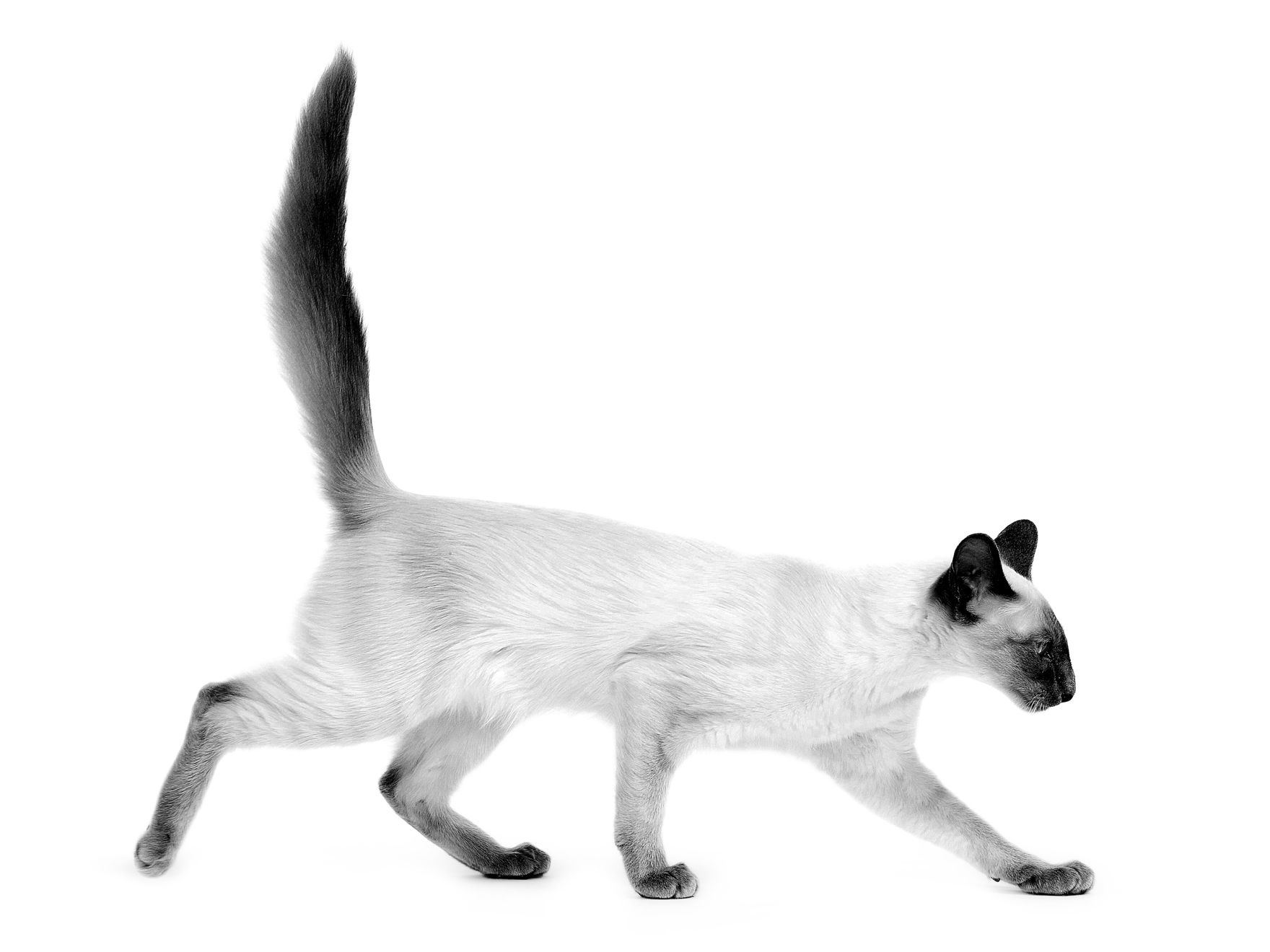 balinese-adult-black-and-white