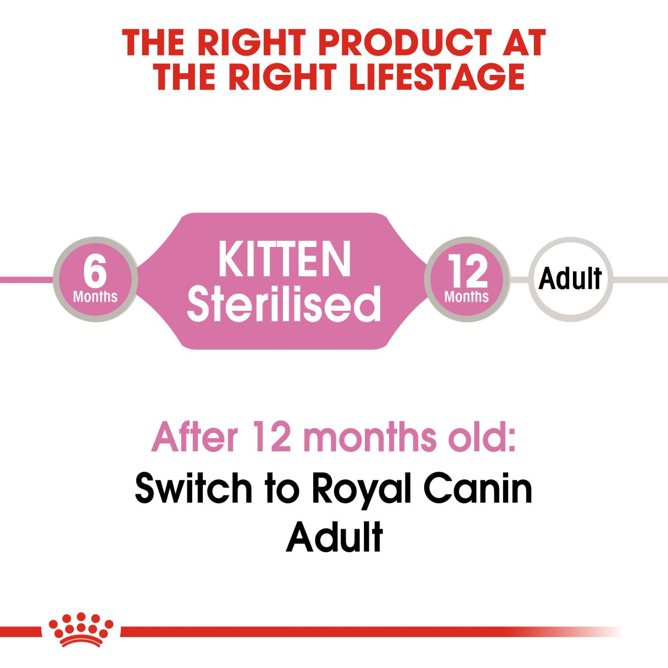 Sterilised Kitten jelly