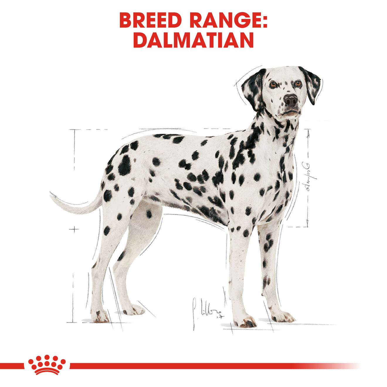 royal canin dalmatian