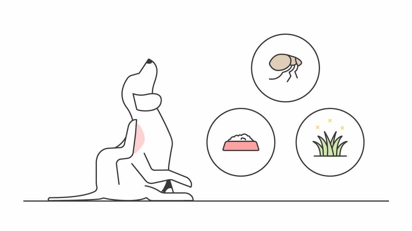 Cartoon of Dog and Different Sources of Infection