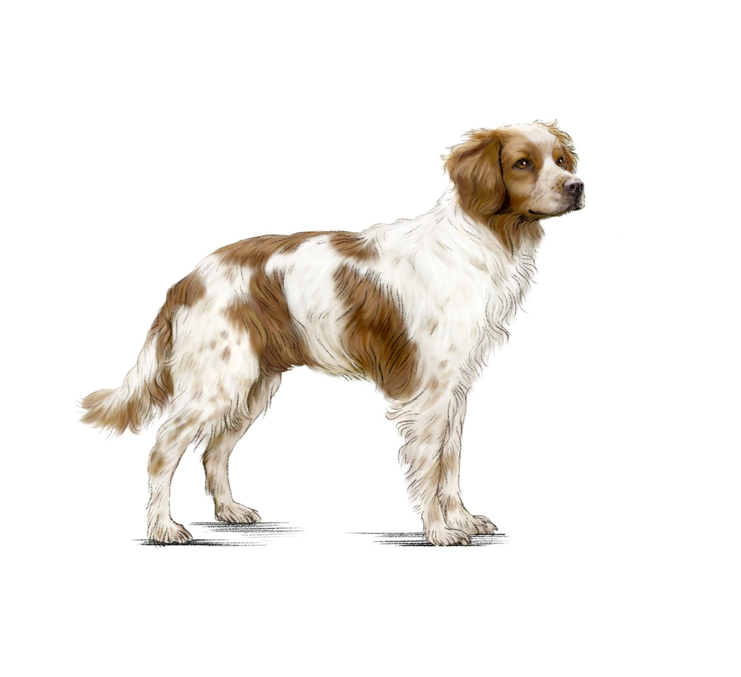 Brittany Spaniel adult in black and white