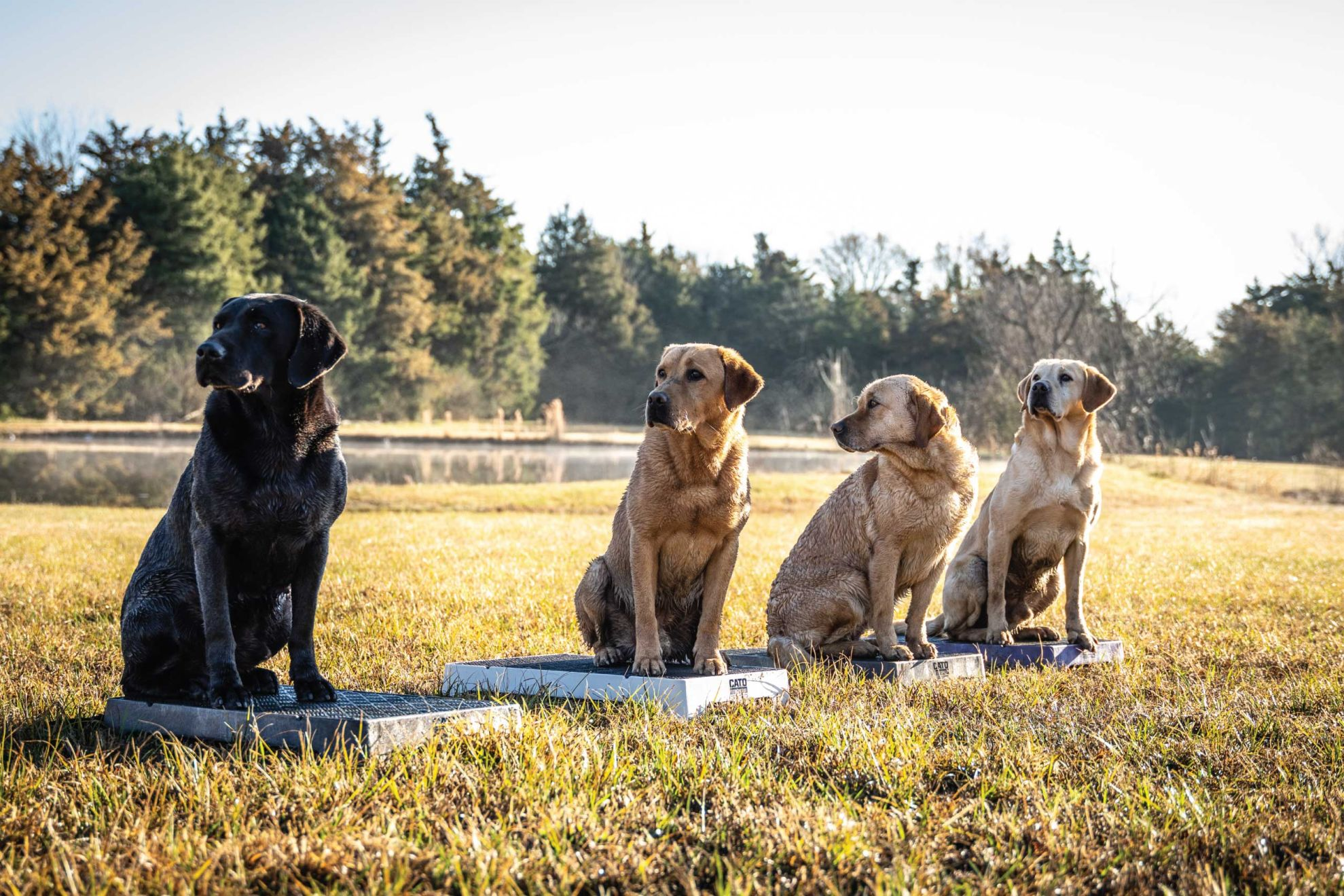 How to Use a Place Board to Train Sporting Dogs - ...