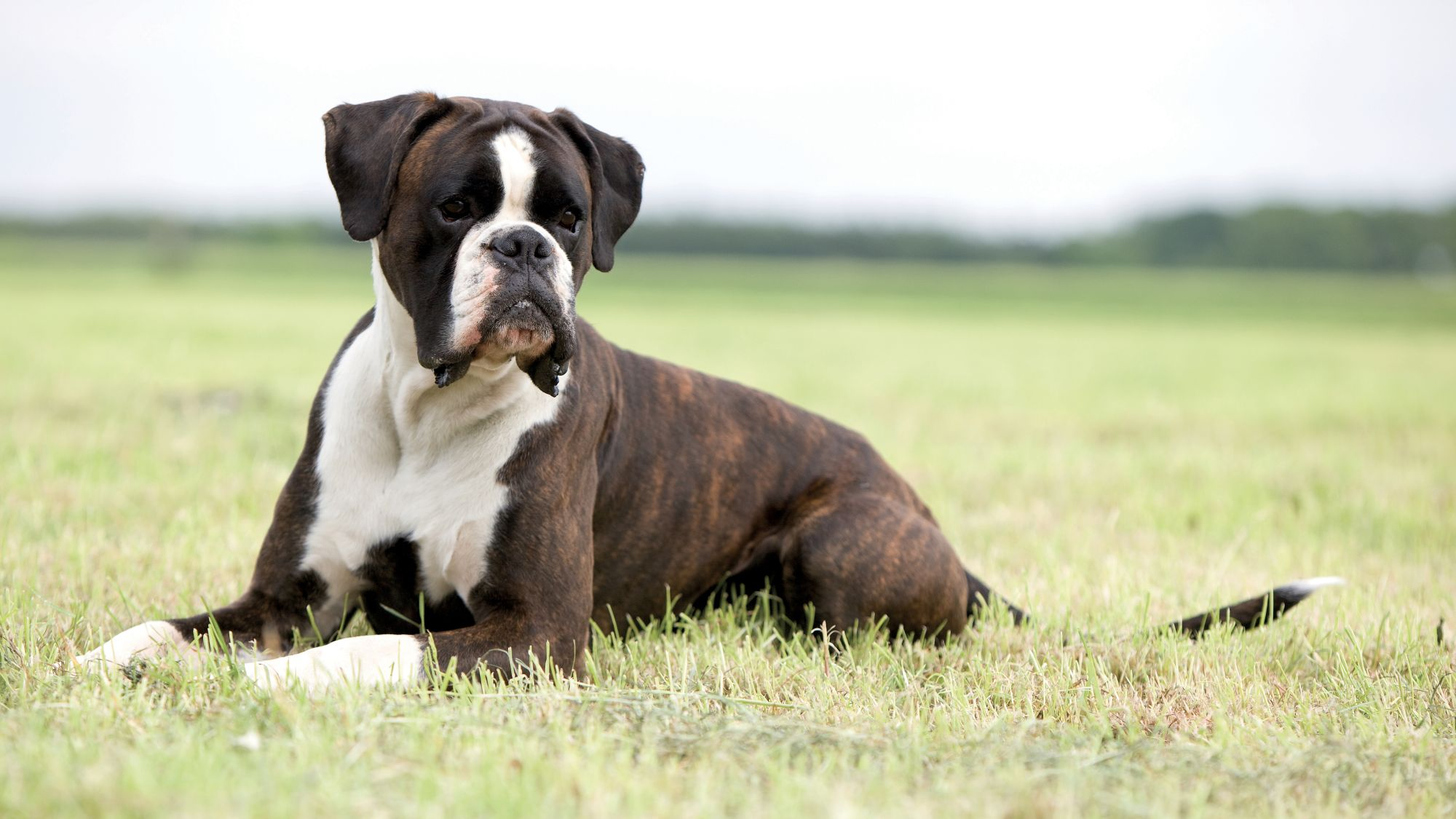 Boxer, der im Gras liegt