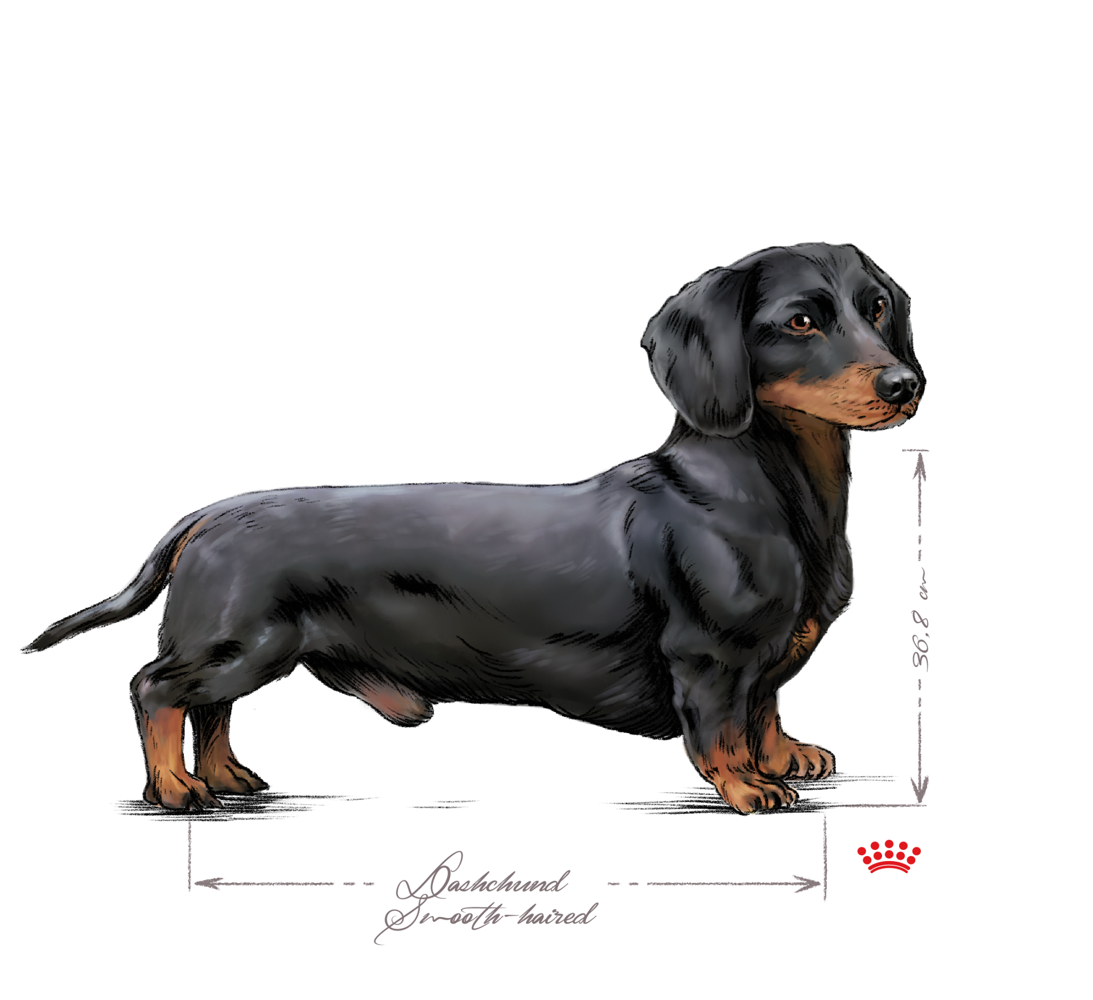 Dachshund adulto de pé, a preto e branco sobre um fundo branco