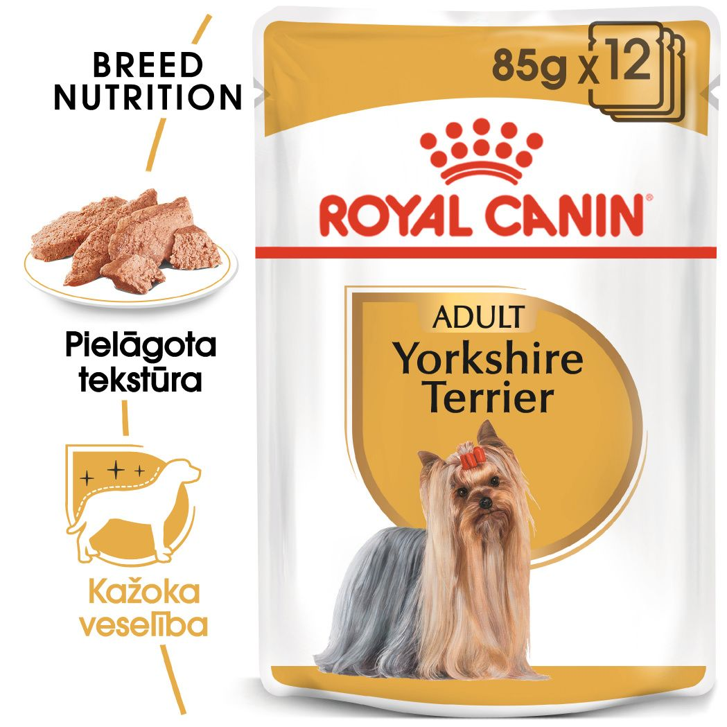 Yorkshire Terrier Adult