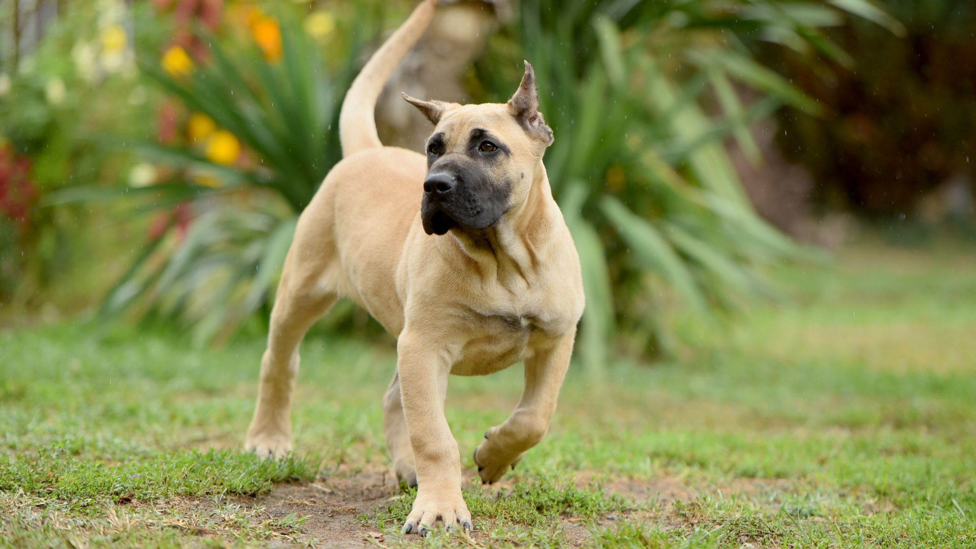 Dogo Canario preparing to jump