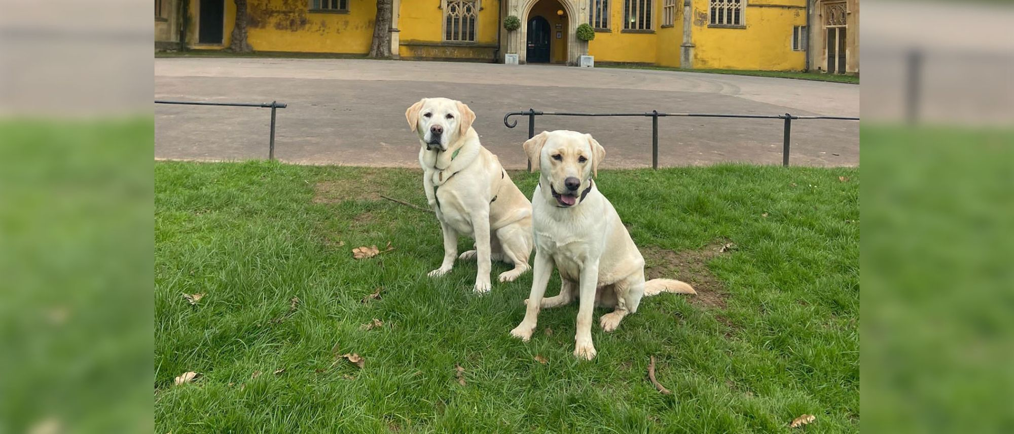 two guide dogs