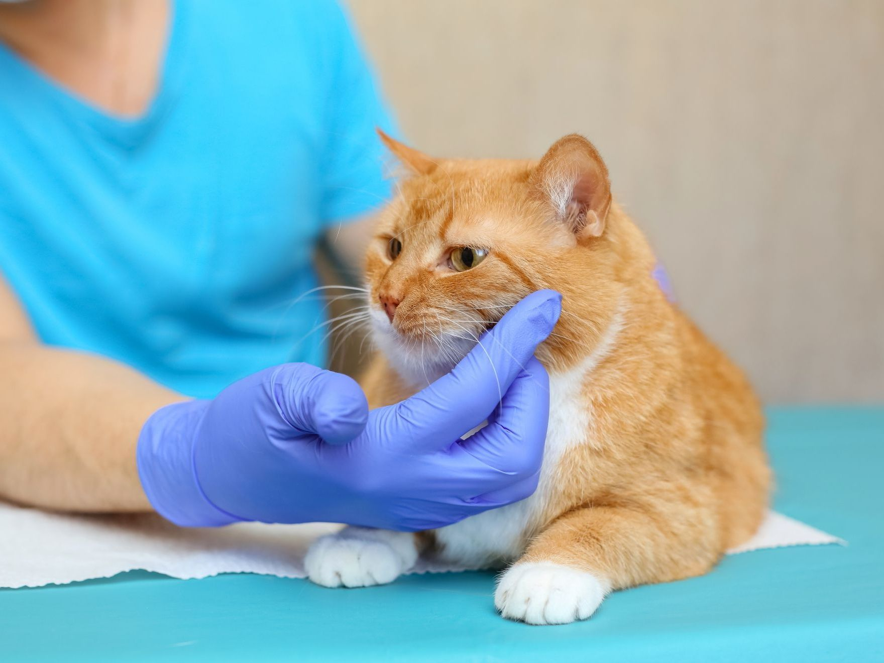 un gato anaranjado en la mesa de examen del veterinario.