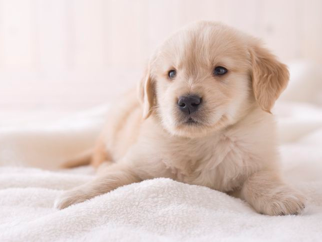 Golden retriever on a blanket