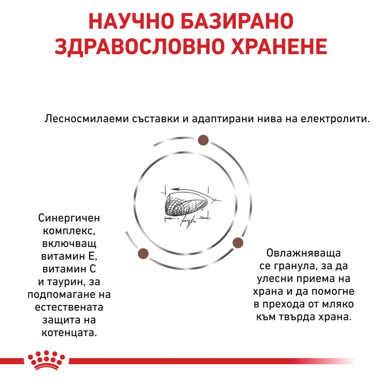 GASTROINTESTINAL KITTEN