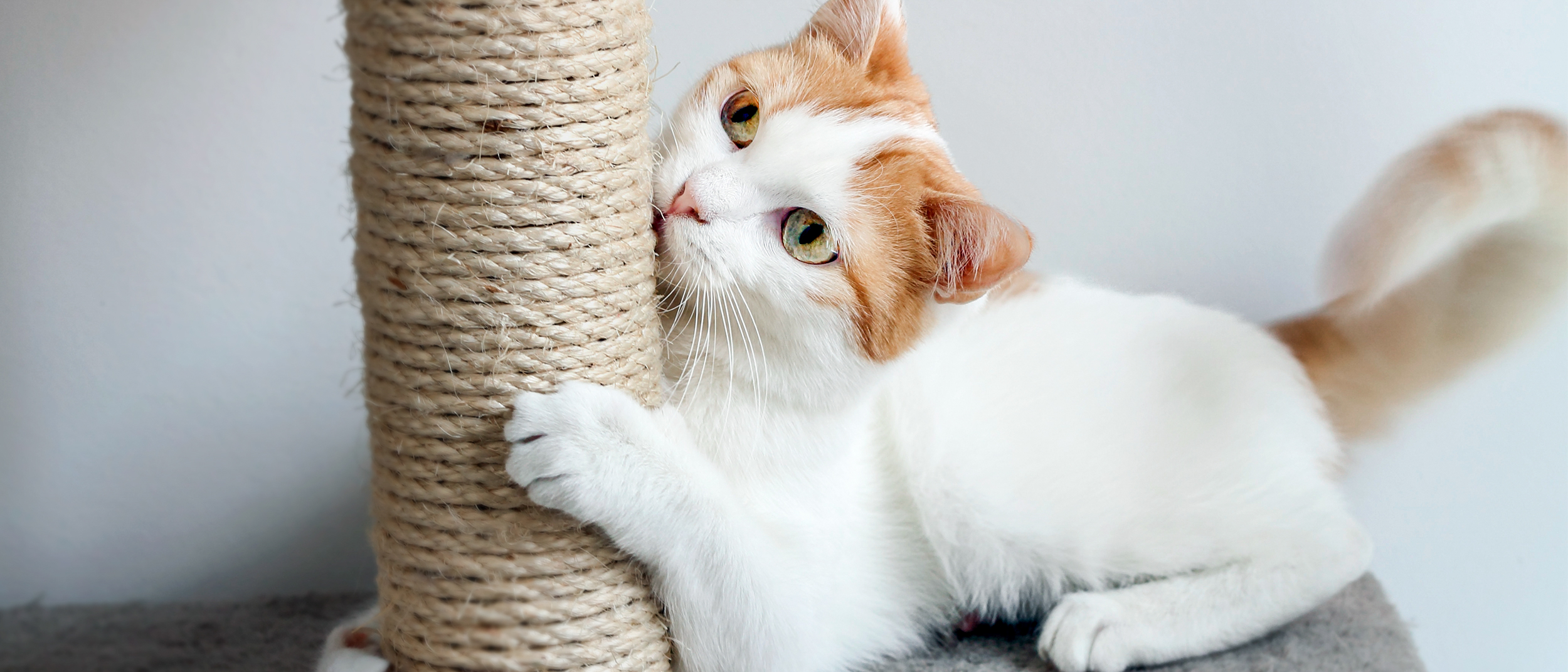 Gato adulto acostado en un árbol para gatos arañando un poste.