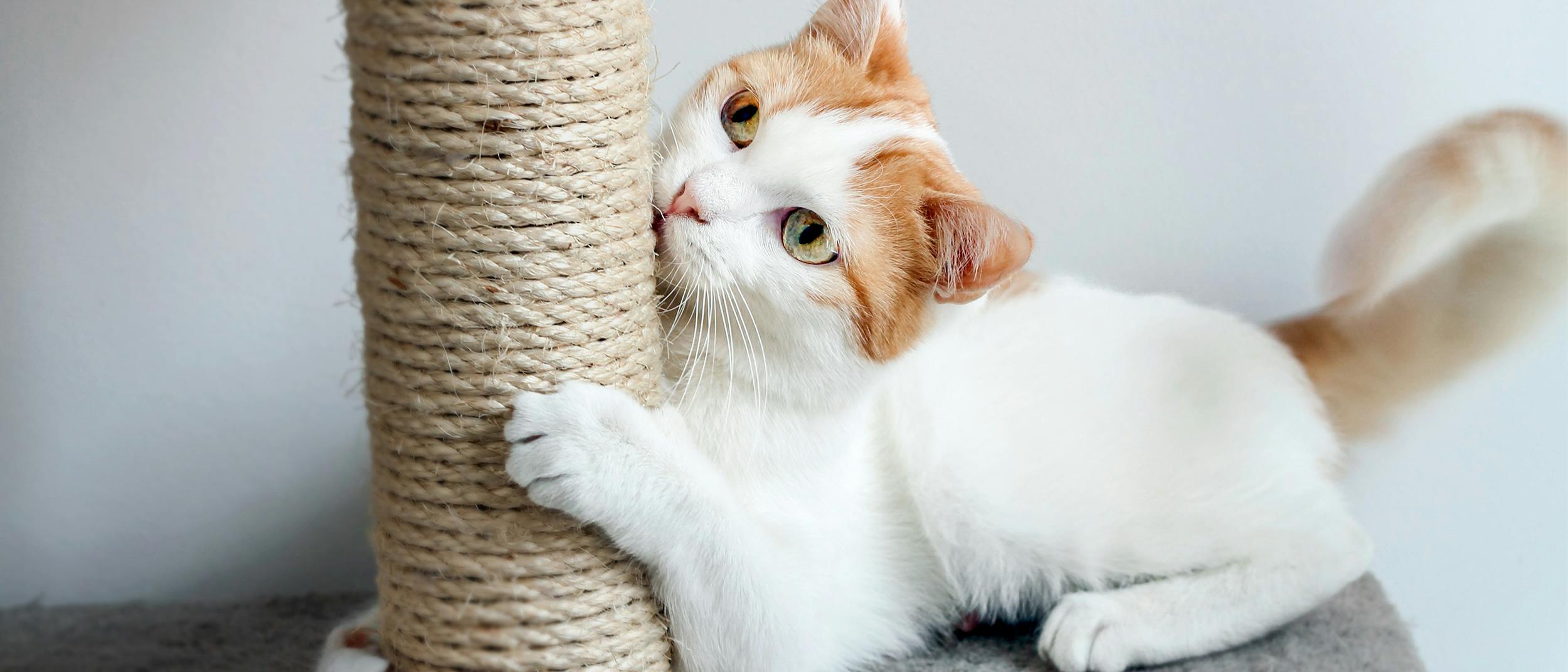 Yeni Yavru Kediniz Icin Temel Ihtiyaclar Royal Canin