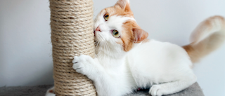Adult cat lying down on a cat tree scratching a pole.