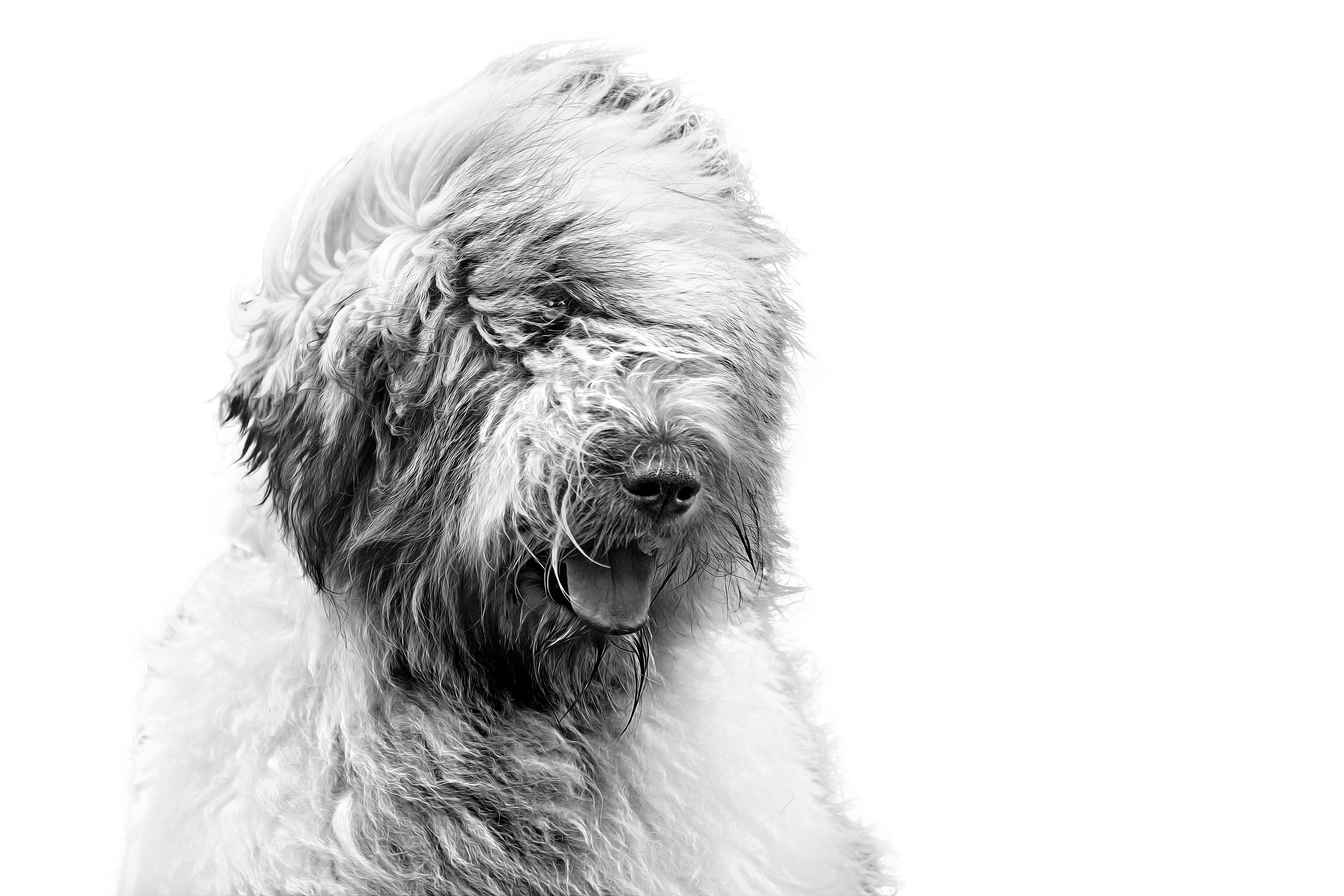 Amazing Romanian Dog Breeds: Pictures & Facts - l27i8iw