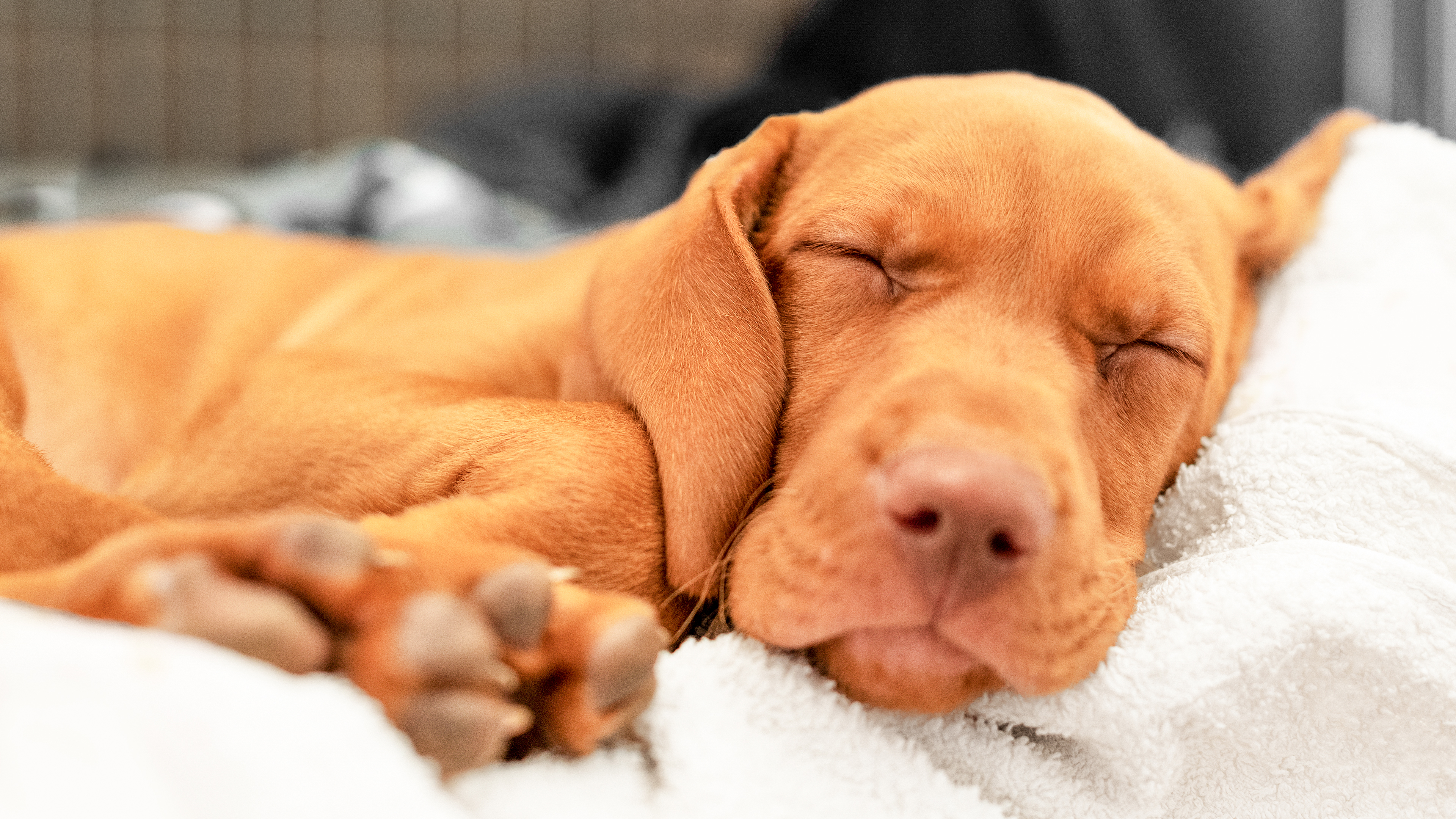 Hungarian Vizsla puppy sleeping on a white blanket