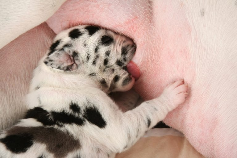 Ein Deutsche-Dogge-Welpe beim Säugen