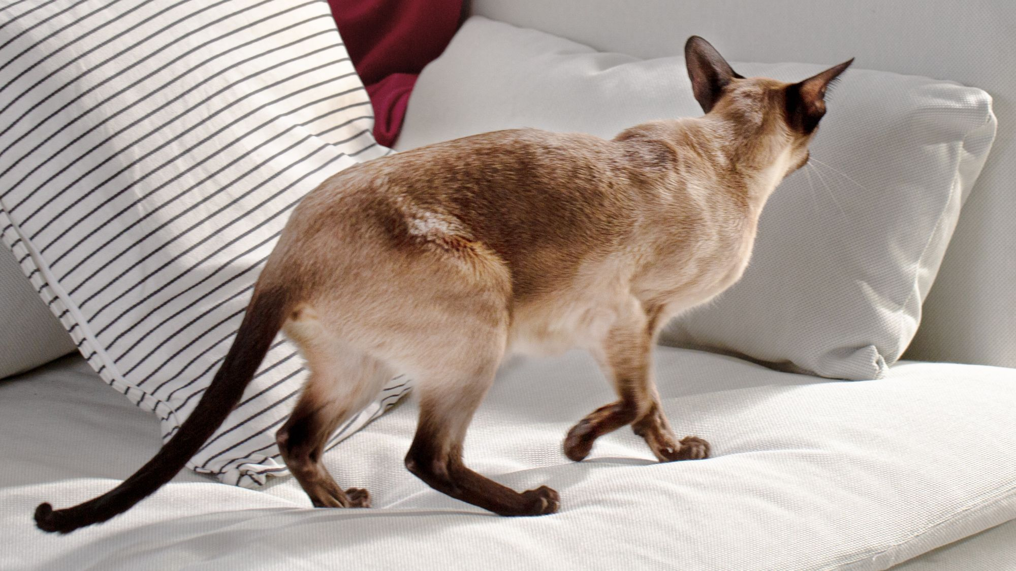 Siamese cat walking along a white sofa