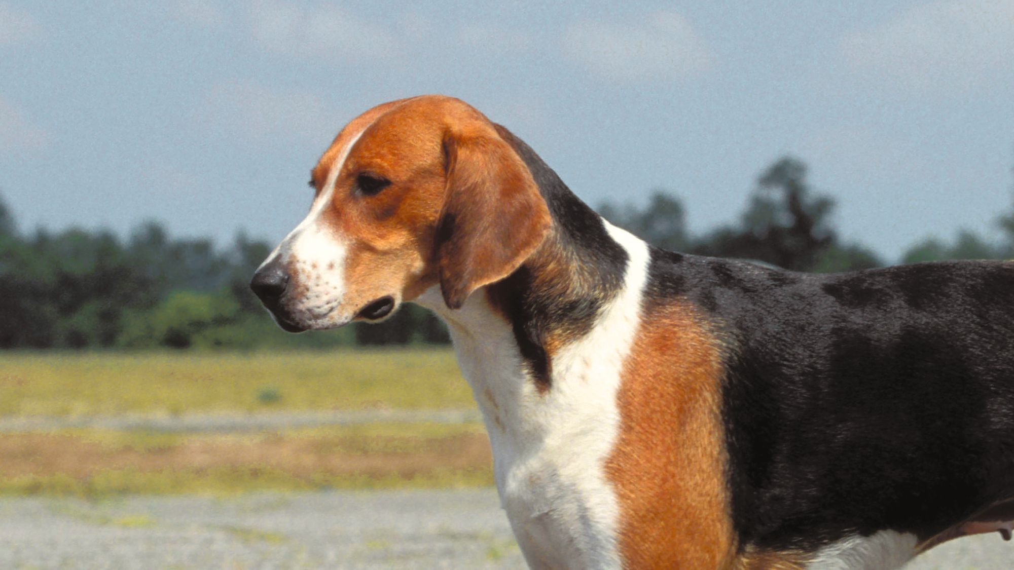 Side profile of an American Foxhound looking to the left