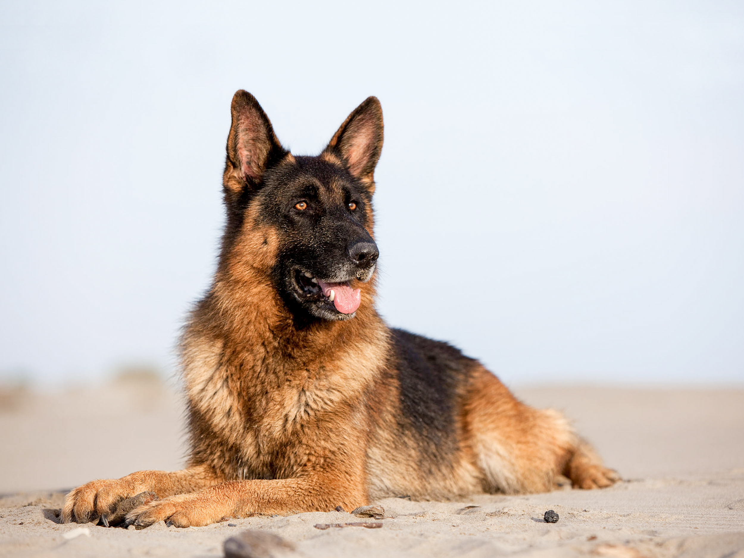 Ein Deutscher Schäferhund liegt an einem Strand und schaut mit heraushängender Zunge nach rechts