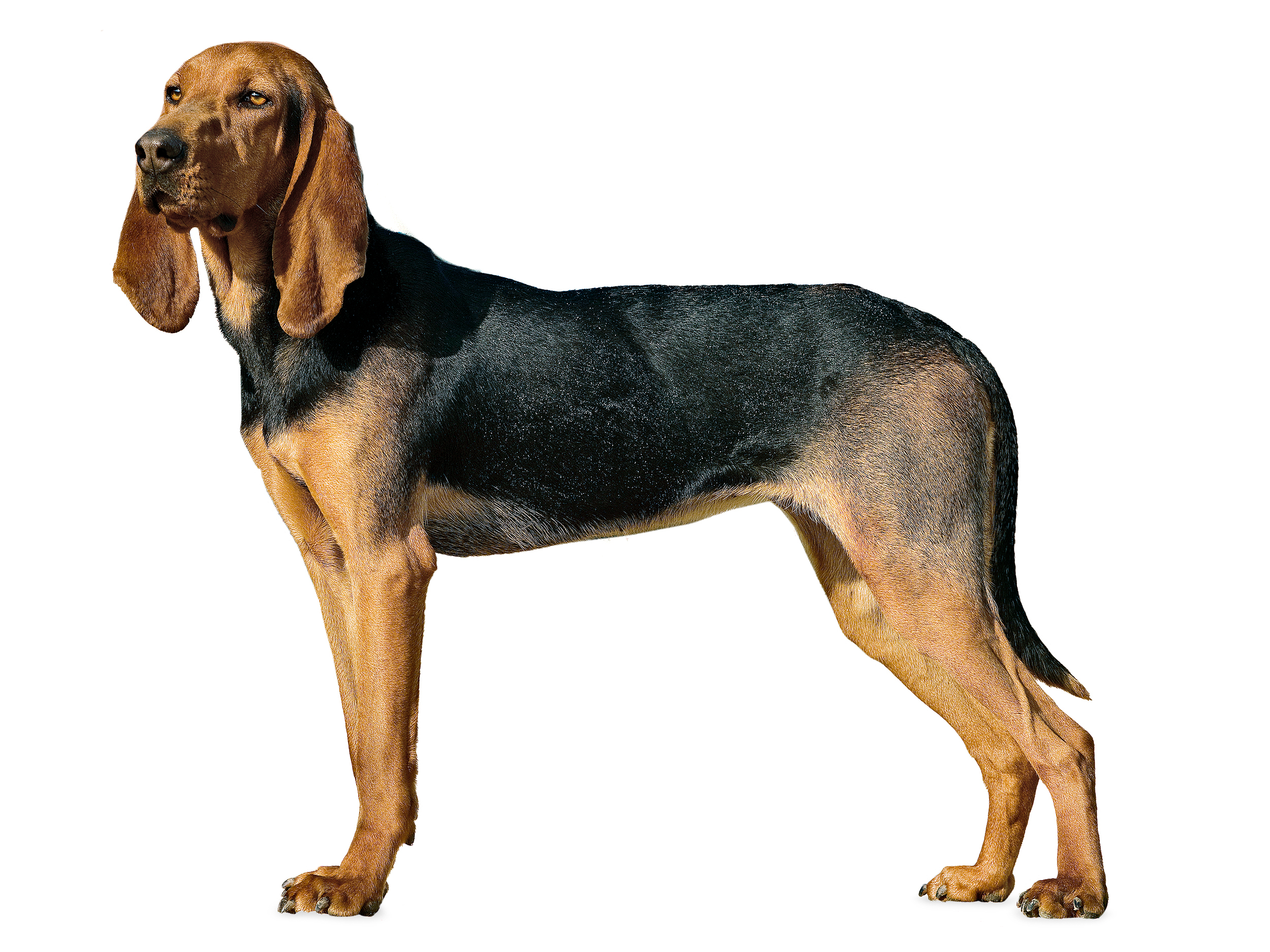 Swiss Hound adult black and white