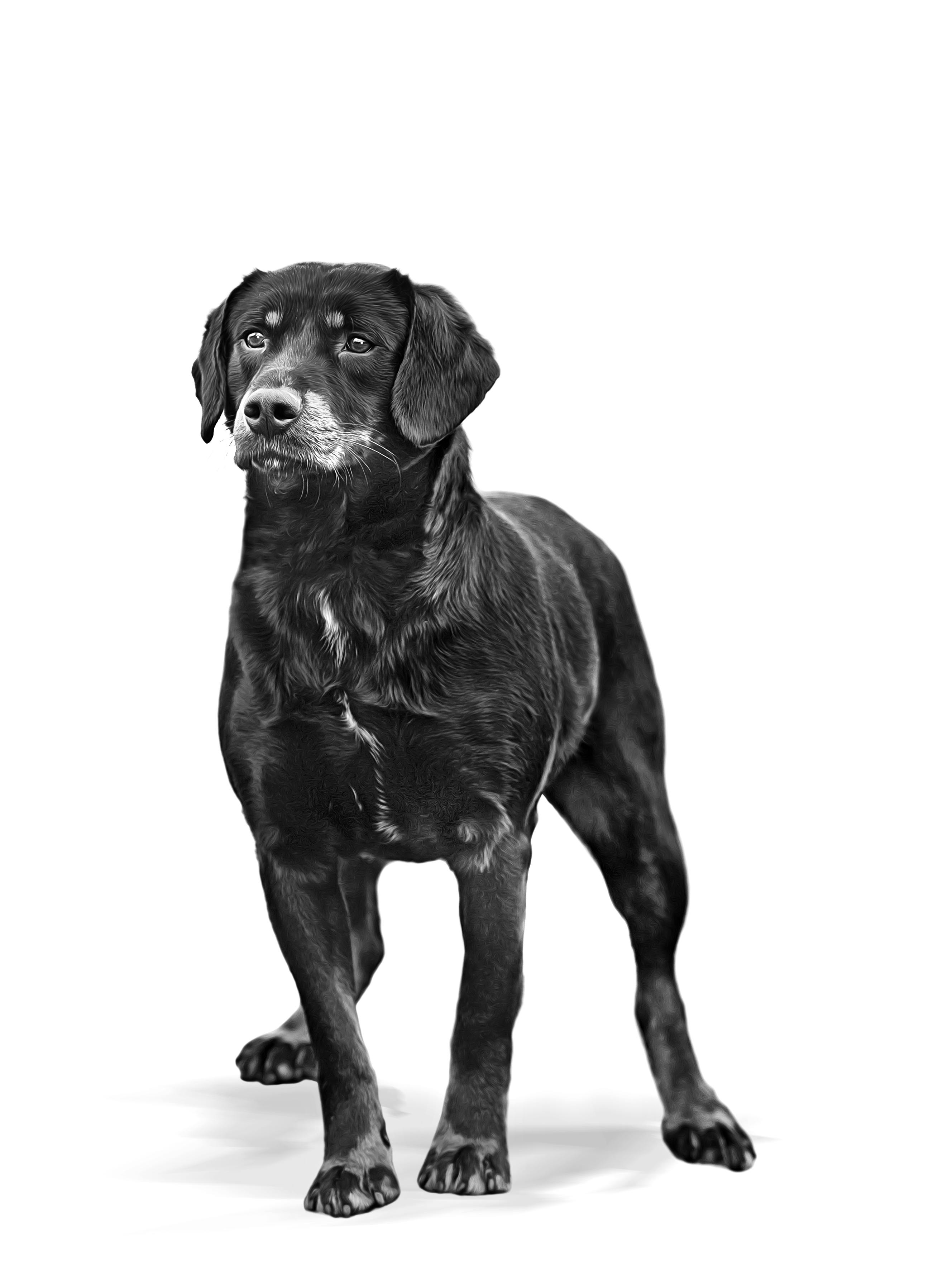 Smalandsstovare | Royal Canin