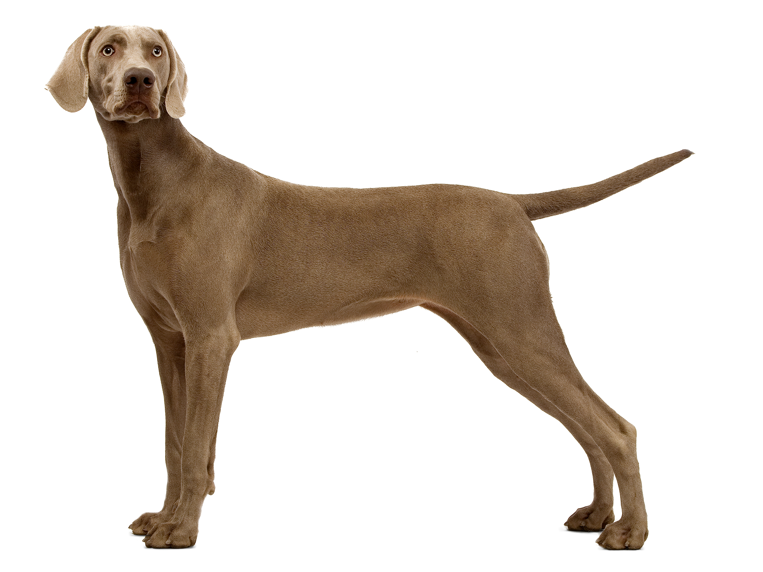 Weimaraner adult in black and white