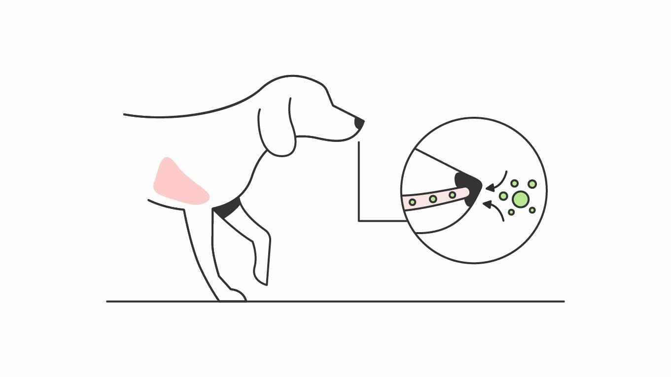 Cartoon of Dog Breathing Fungal Spores