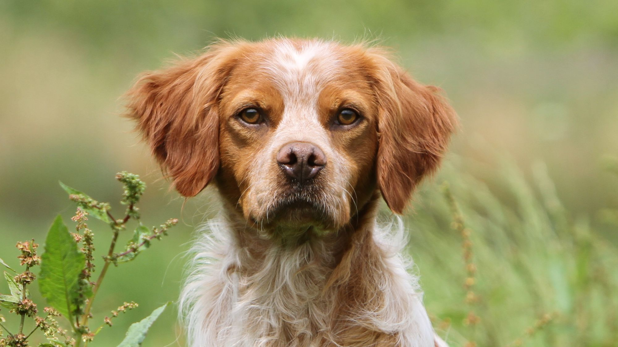 close-up of Brittany Spaniel sat in long grass