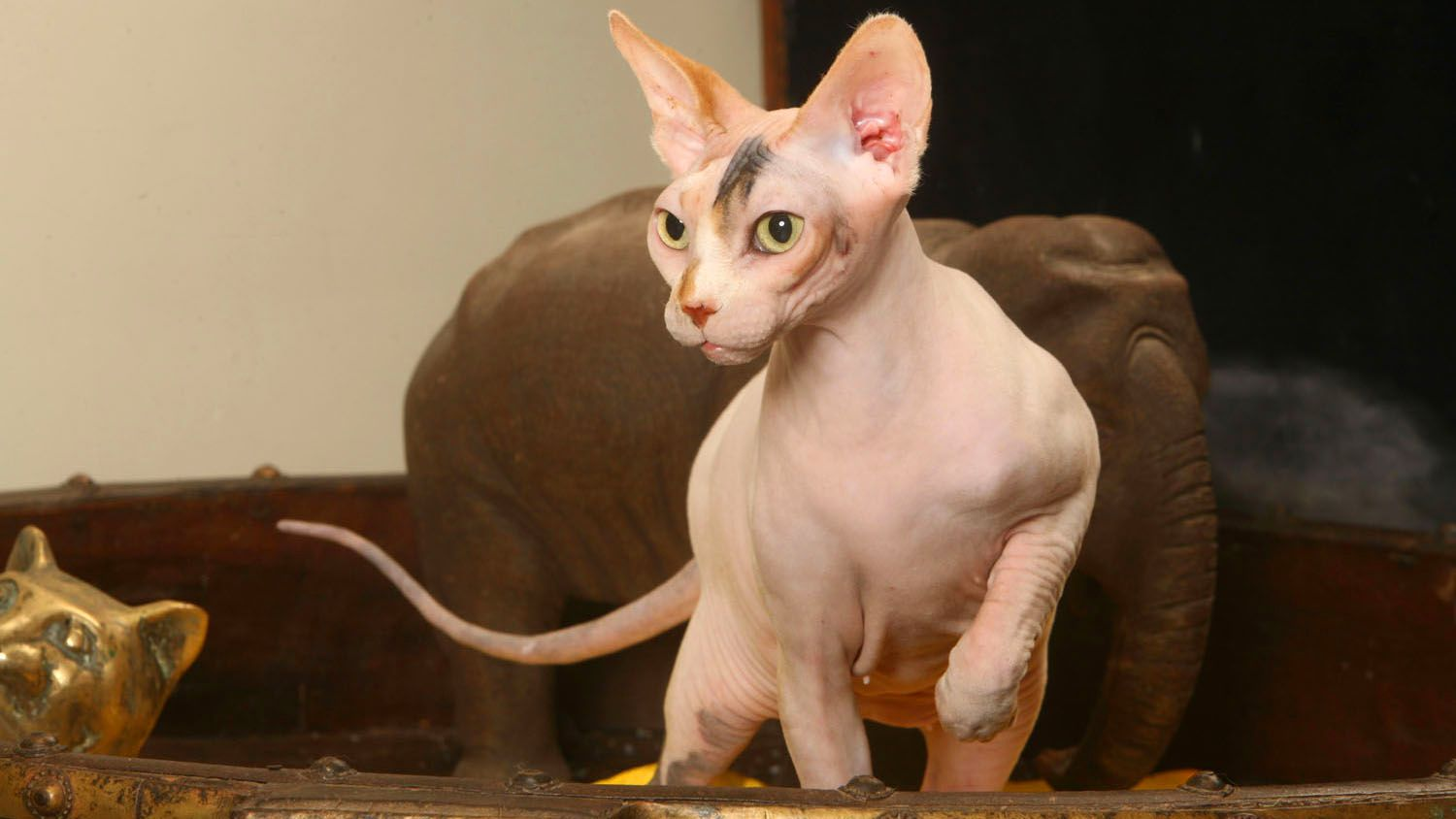 Gato Esfinge parado con una pata levantada, en una mesa decorativa de madera