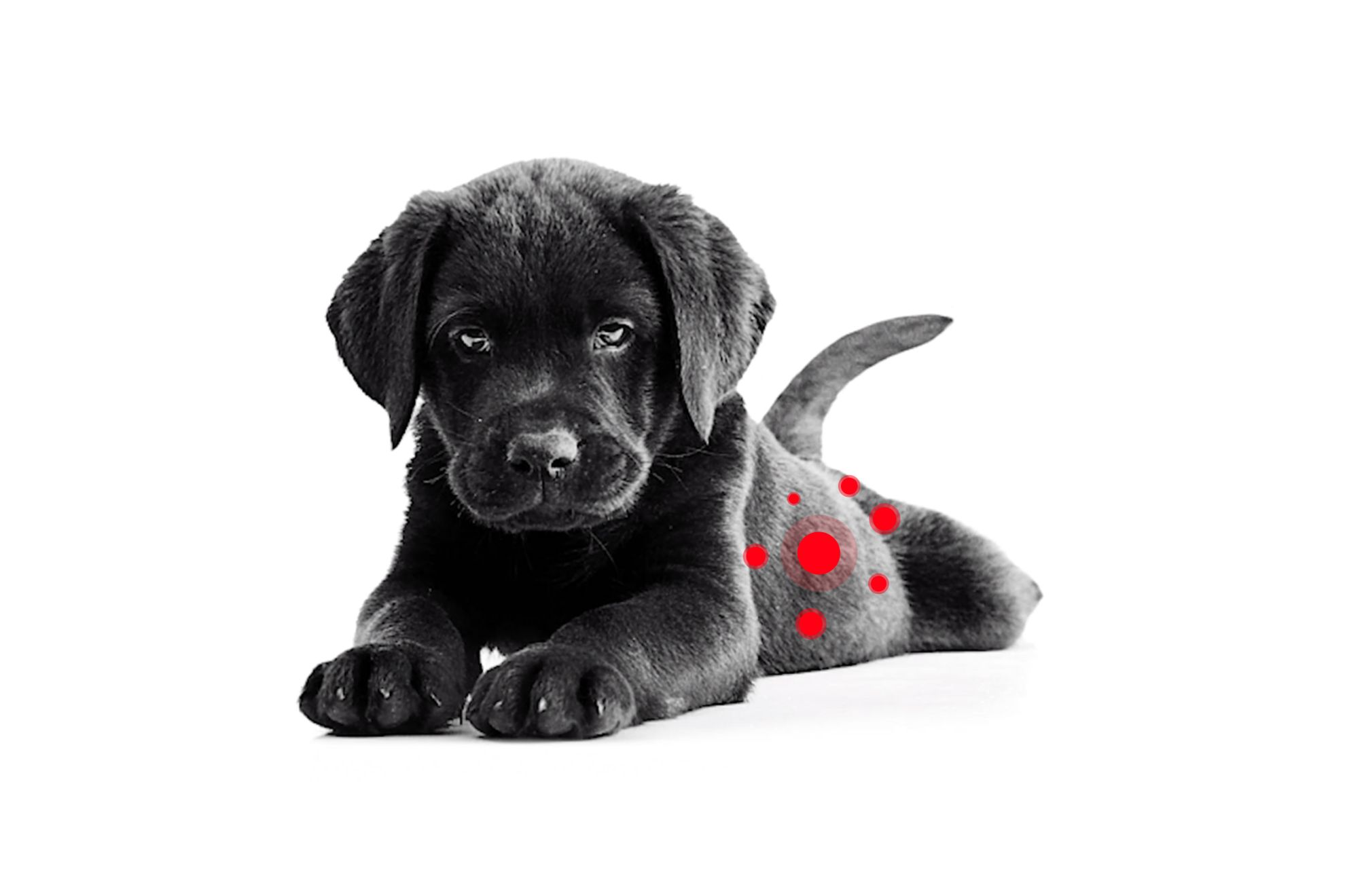 Labrador Retriever-puppy dat uit een rode kom eet