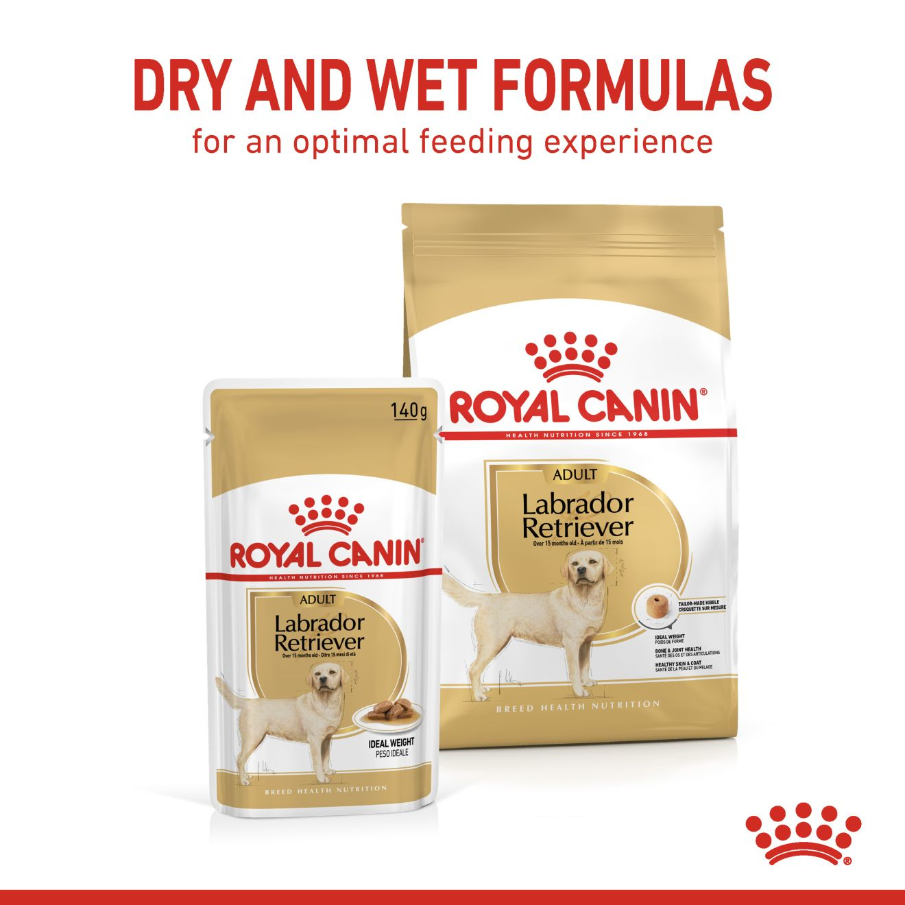 Labrador retriever 2024 royal canin