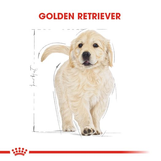 Petsmart royal canin golden clearance retriever puppy