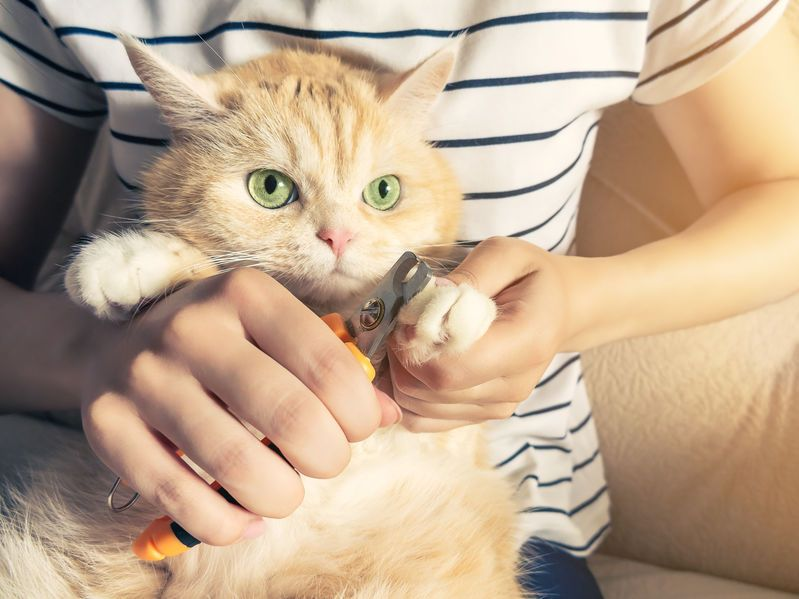 Как подстричь когти кошке - как правильно стричь когти кошке в домашних  условиях | Royal Canin