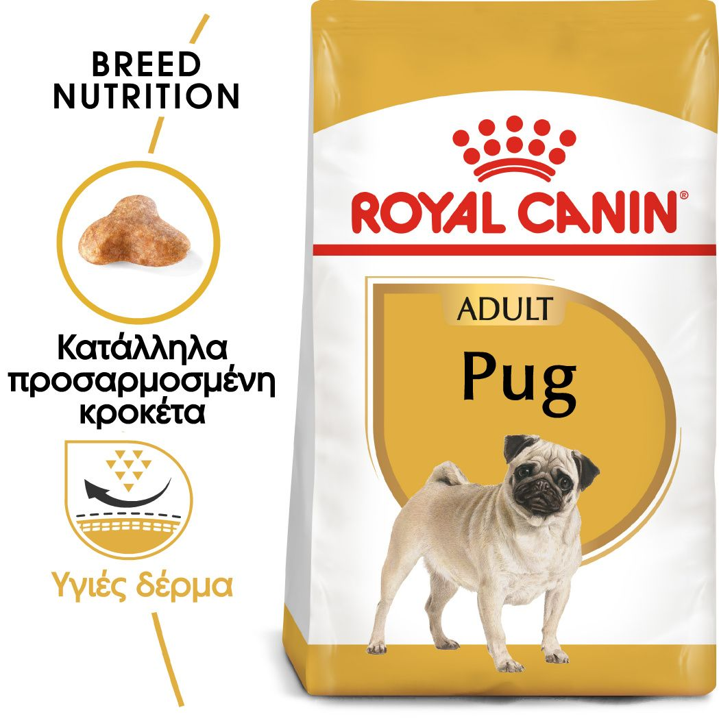 Pug Adult