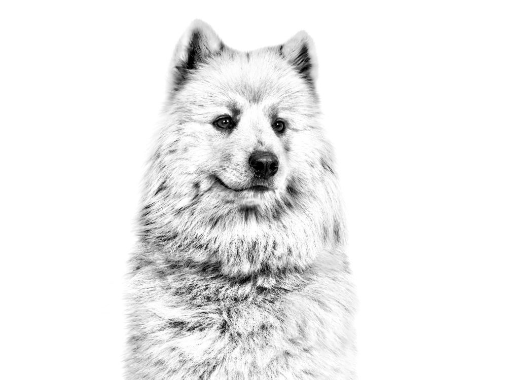 Samoyed looking past camera in black and white